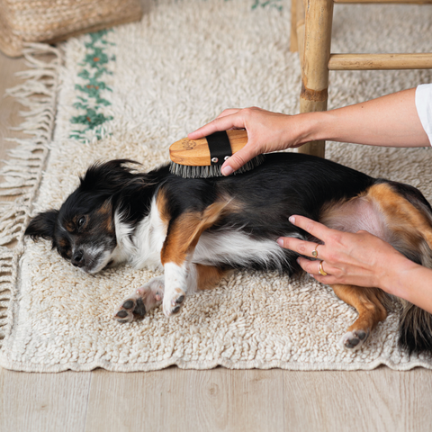 Massagebürste für Hunde