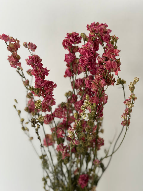 Trockenblume - Rittersporn