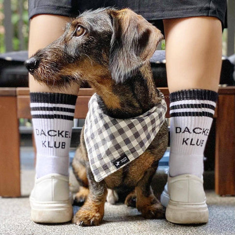 Socken "Dackel Klub"