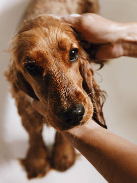Sanftes Shampoo für Hunde mit empfindlicher Haut