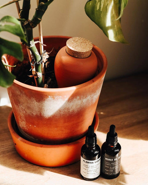 Olla - the natural watering system