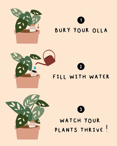 Olla - the natural watering system