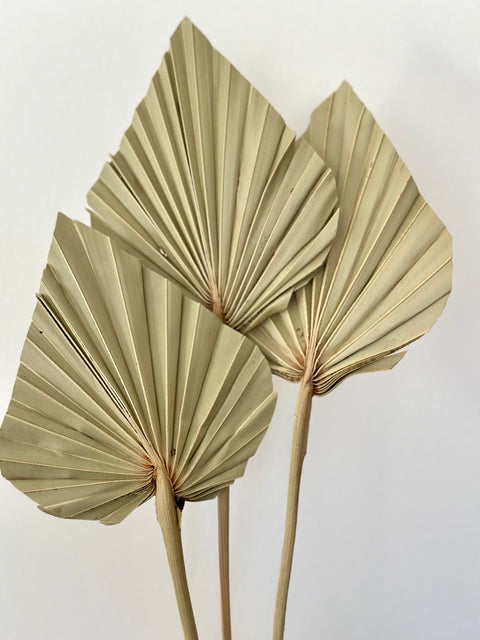 Dried palm spear