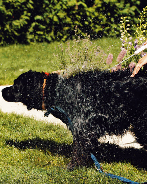 Gentle shampoo for dogs with sensitive skin