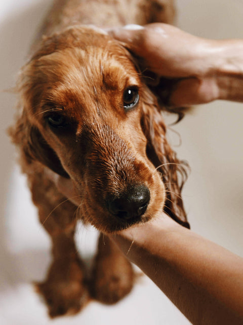 Gentle shampoo for dogs with sensitive skin