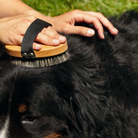 Massage brush for dogs