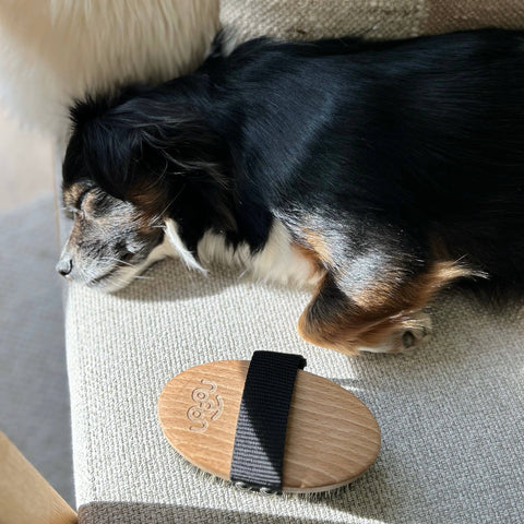 Massage brush for dogs